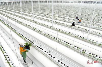 安徽淮南 智慧农业赋能产业升级，科技研发助推农民增收
