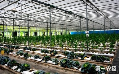 中国农业科技扬帆出海 61项创新成果惠及全球