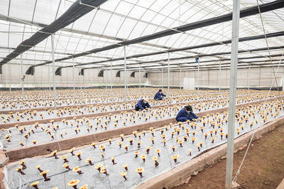 武义 科技赋能“武七味”公共品牌，引领农户增收致富新篇章