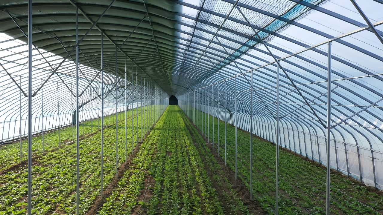 城子乡 数智赋能'蔬菜芯'，科技孕育'新希望'