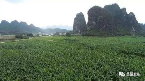 英德黄花镇 科技赋能，一口倾心的水果传奇